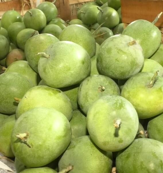 गुढी पाडव्याला बाजारपेठेत आंब्याची आवक कमी