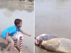 Anand Mahindra Shares ‘Short Story’ Of Success As Boy Uses Unique Tactic To Catch Fish. Video Goes Viral