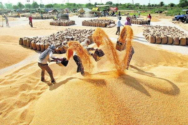 The expected reduction in the price of wheat and flour due to ban on exports says Central Government ANN Central Government के इस फैसले से आएगी गेहूं और आटा की कीमतों में कमी, बढ़ते दामों पर लगेगी लगाम
