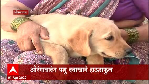 Aurangabad : औरंगाबादमध्ये पशु दवाखाने हाऊसफुल; एका दिवसात 100 प्राणी उपचारासाठी दाखल?