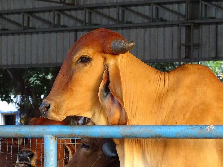 Adilabad: UP Man Rapes cow in Lokeshwaram mandal of Nirmal district Rape on Cow: కొత్త ఇంట్లోకి ఆవును తీసుకొచ్చి అత్యాచారం - గొంతుకు బిగుసుకున్న ఉరి, చివరికి