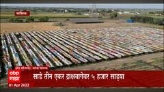 Nashik Grapes Farm : रंगीबेरंगी साड्यांनी झाकलेल्या द्राक्ष बागा ABP Majha