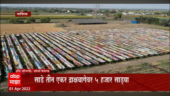 Nashik Grapes Farm : रंगीबेरंगी साड्यांनी झाकलेल्या द्राक्ष बागा ABP Majha