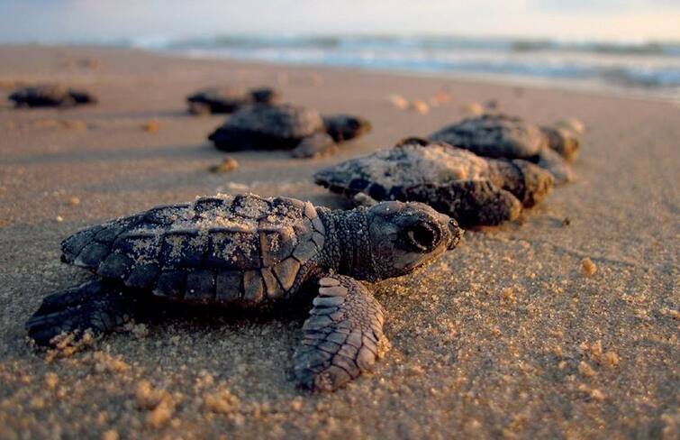 Odisha Olive Ridley turtles arrive at Behrampur coast for mass nesting know importance of Olive Ridley turtles ઓડિસાઃ લાખોની સંખ્યામાં ઓલિવ રીડલી જાતિના કાચબા ઈંડા મુકવા દરિયાકિનારે પહોંચ્યા, જાણો મહત્વ