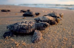 ઓડિસાઃ લાખોની સંખ્યામાં ઓલિવ રીડલી જાતિના કાચબા ઈંડા મુકવા દરિયાકિનારે પહોંચ્યા, જાણો મહત્વ