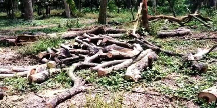 Allegations of illegal tree smuggling on Green Island Hoogly News: সবুজ দ্বীপে বেআইনিভাবে গাছ কেটে পাচারের অভিযোগ