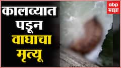 Bhandara : धरणाच्या कालव्यात पडून वाघाचा मृत्यू, वनकर्मचारी घटनास्थळी दाखल : ABP Majha