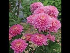 नवरात्रि में मां का आशीर्वाद पाने के लिए अलग-अलग दिन अर्पित करें ये फूल, पूरी होगी मनोकामना