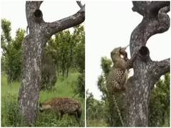 हाइना के शिकार को चोरी कर नौ दो ग्यारह हुआ तेंदुआ, दंग कर देगा वीडियो