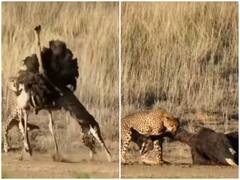 शुतुरमुर्ग का शिकार करते दिखाई दिया तीन चीतों का एक दल, हैरान कर देगा वीडियो