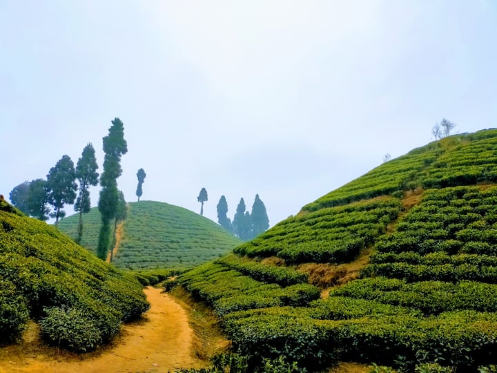 সামনেই গরমের ছুটি। আর এই সময়টাই পাহাড়ে পর্যটক সমাগমের সময় । তাই তার আগেই এই উদ্যেগ। হিমালয়ান রেলওয়ের।