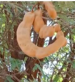 पानचिंचोलीची 'पठडी चिंच' ही नैसर्गिक वरदान