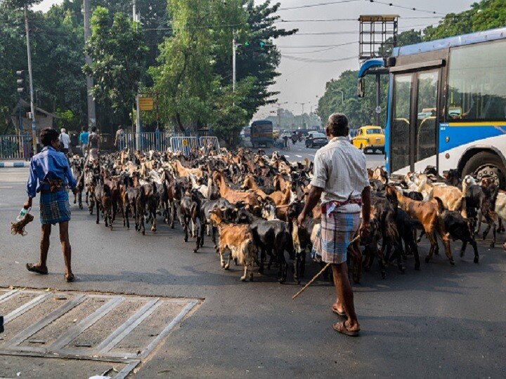Jhatka Or Halal? Karnataka Govt Mulls New Guidelines For Animal Slaughter: Report Jhatka Or Halal? Karnataka Govt Mulls New Guidelines For Animal Slaughter: Report