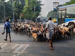 Jhatka Or Halal? Karnataka Govt Mulls New Guidelines For Animal Slaughter: Report