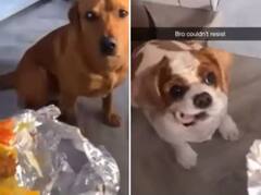 Viral Video : फ्रीजमधून केलेली चोरी पकडल्यावर थरथर कापू लागला कुत्रा, व्हिडीओ पाहून हसू आवरणार नाही