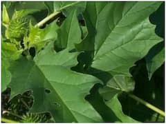 घाव को भरने, कान दर्द को ठीक करने में मदद करती हैं धतूरे की पत्तियां, जानें इसके और फायदे