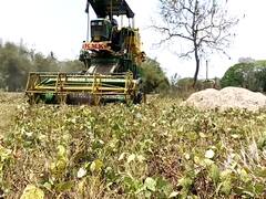 விவசாயத்திற்கு ஆள் பற்றாக்குறை எதிரொளி - நெல் அறுவடை இயந்திரம் மூலம் உளுந்தை அறுவடை செய்யும் விவசாயிகள்