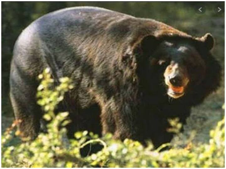 Chhattisgarh Mahasamund five injured due to bear attack in Bagbahra area ANN Mahasamund Bear Attack: महासमुंद में भालू का आतंक, पांच ग्रामीणों को बनाया अपना शिकार