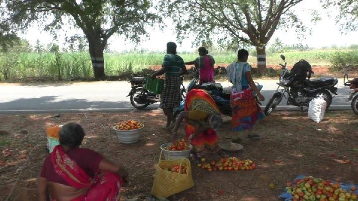 Tomato prices fall sharply in Dharmapuri - Farmers selling a kilo of tomatoes for a rupee தக்காளி விலை கடும் வீழ்ச்சி - ஒரு கிலோ தக்காளியை 1 ரூபாய்க்கு விற்கும் விவசாயிகள்