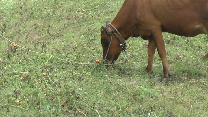 தக்காளி விலை கடும் வீழ்ச்சி - ஒரு கிலோ தக்காளியை 1 ரூபாய்க்கு விற்கும் விவசாயிகள்