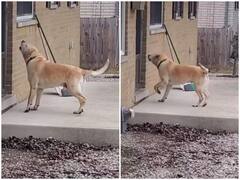 डॉगी ने पड़ोसियों से खाना मांगने के लिए किया क्यूट डांस, दिल जीत रहा वीडियो