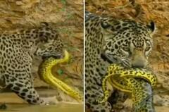 Watch: ਨਦੀ 'ਚ ਵੜ ਜੈਗੁਆਰ ਨੇ ਕੀਤਾ ਜ਼ਹਿਰੀਲੇ ਅਜਗਰ ਦਾ ਸ਼ਿਕਾਰ, ਵੀਡੀਓ ਦੇਖ ਕੰਬ ਜਾਏਗੀ ਰੂਹ