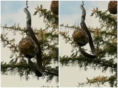 घोंसले में घुस बच्चों को बनाया जहरीले सांप ने अपना शिकार, पक्षी के जोड़े ने किया पलटवार 