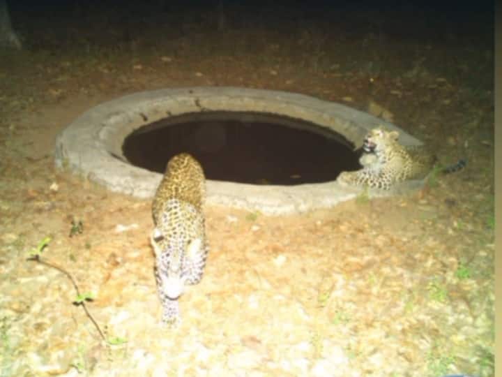 Kamareddy Two cheetah drinking water recorded in cc cameras local are in fear Kamareddy News : కామారెడ్డిలో ఆచార్య మూవీ సీన్, నీటి గుంట వద్ద చిరుతలు సీసీ కెమెరాల్లో రికార్డ్!
