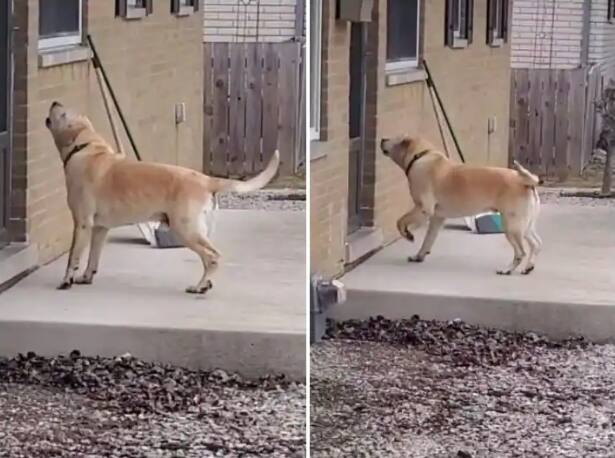 dog cute dance to ask neighbors for food video goes viral Viral Video : शेजाऱ्यांकडून खाऊ मिळण्यासाठी कुत्र्याचा क्यूट डान्स, पाहा व्हिडीओ
