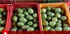 Ratnagiri Mango: गुढीपाडव्याला केवळ 30 टक्के आंबा बाजारात ABP Majha