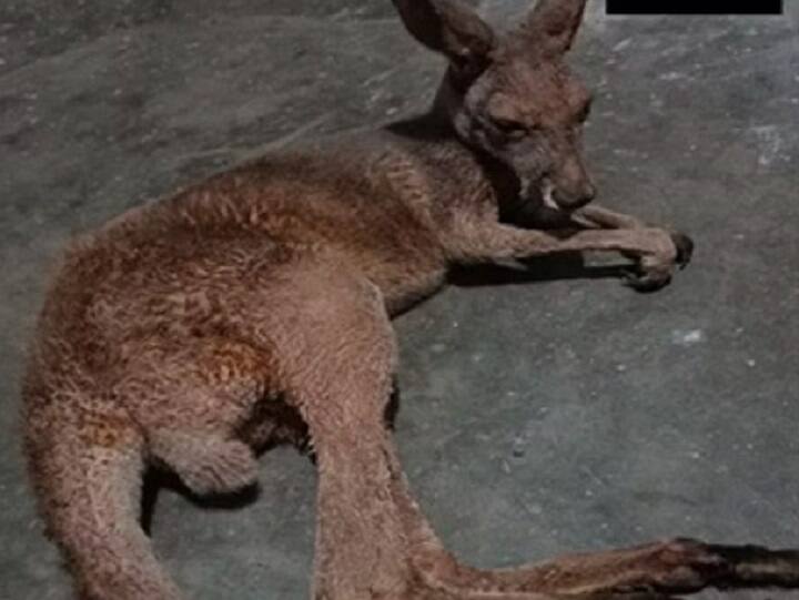 Weeks after ‘smuggling’ attempt foiled, 4 more kangaroos found in Bengal — 3 injured, one dead மேற்குவங்கத்தில் அடுத்தடுத்து கண்டுபிடிக்கப்படும் கங்காரூக்கள்... குழப்பத்தில் வன அதிகாரிகள்