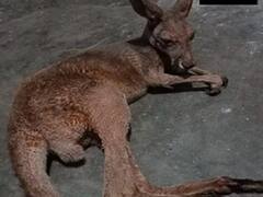 மேற்குவங்கத்தில் அடுத்தடுத்து கண்டுபிடிக்கப்படும் கங்காரூக்கள்... குழப்பத்தில் வன அதிகாரிகள்