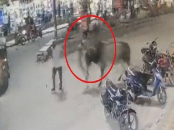 Delhi: Bull Attacking on-duty police personnel video gone viral in social media- watch Viral Video: போலீஸை முட்டித்தூக்கிய காளை - அதிர்ச்சி வீடியோ...!