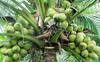 Coconut Farming: 80 વર્ષ સુધી ફળ આપે છે નાળિયેરનું વૃક્ષ, ઓછા ખર્ચે કમાઈ શકો છો લાખોનો નફો
