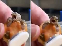 Watch: ਸ਼ਖਸ ਨੇ ਦੰਦਾਂ ਵਾਲੇ ਬੁਰਸ਼ ਨਾਲ ਕਰ ਦਿੱਤੀ ਕੱਛੂਕੁੰਮੇ ਦੀ ਸਫ਼ਾਈ, ਵੀਡੀਓ ਨੇ ਜਿੱਤ ਰਹੀ ਦਿਲ