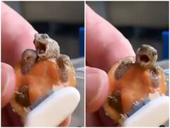 टूथ-ब्रश से बेबी कछुए की साफ-सफाई करते दिखाई दिया शख्स, दिल जीत रहा वीडियो