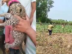 Meerut News: मेरठ में किठौर क्षेत्र के जंगल में मिला तेंदुए का शावक, ग्रामीणों ने वन विभाग को दी पूरी जानकारी