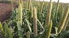 Pearl Millet Export: બાજરીની નિકાસમાં ભારત વિશ્વમાં 5માં ક્રમે, અમરેલીના બાબરકોટનો બાજરો છે વિશ્વ વિખ્યાત