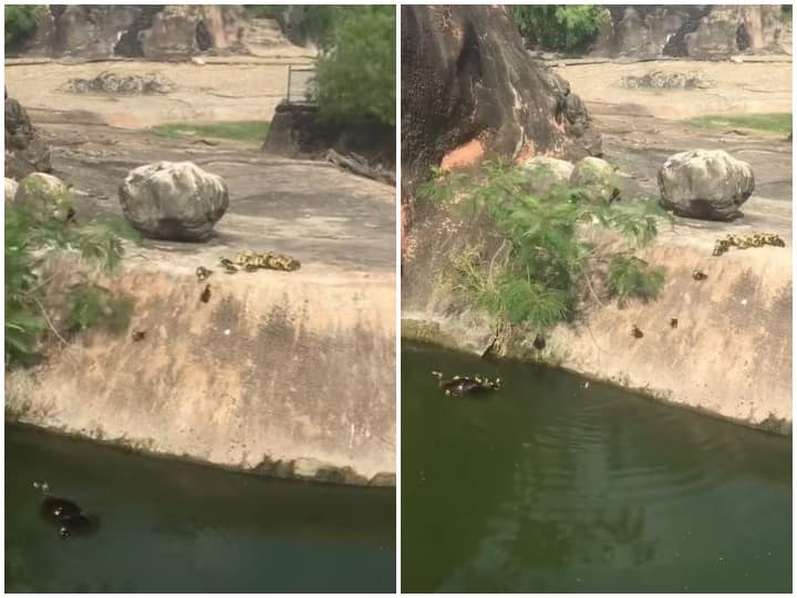 Baby bird jumped after her duck mother who went to swim in the pond without fear तालाब में उतरी बत्तख के पीछे बिना डरे बच्चों ने लगाई छलांग, दिल जीत रहा वीडियो