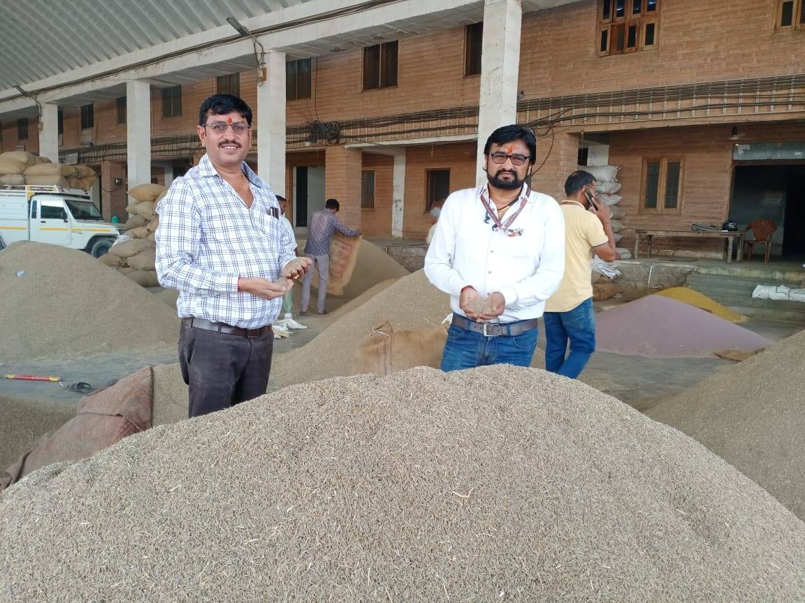 Jodhpur News: जोधपुर में जीरे की खुली नीलामी बोली हुई शुरू, कम उपज की वजह से कीमत में आया उछाल