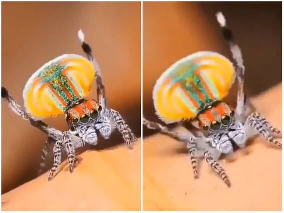 कलरफुल विंग्स के साथ दिखा अनोखा मेल पीकॉक स्पाइडर, मादा को रिझाने के लिए किया मनमोहक डांस कलरफुल विंग्स के साथ दिखा अनोखा मेल पीकॉक स्पाइडर, मादा को रिझाने के लिए किया मनमोहक डांस