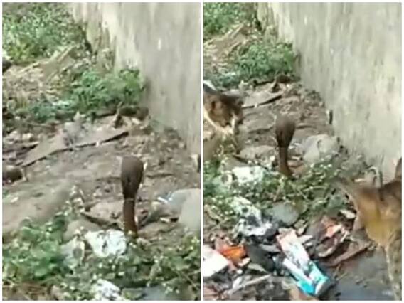 जहरीले सांप का शिकार करती नजर आई दो बिल्लियां, दिल की धड़कनें बढ़ा देगा वीडियो जहरीले सांप का शिकार करती नजर आई दो बिल्लियां, दिल की धड़कनें बढ़ा देगा वीडियो