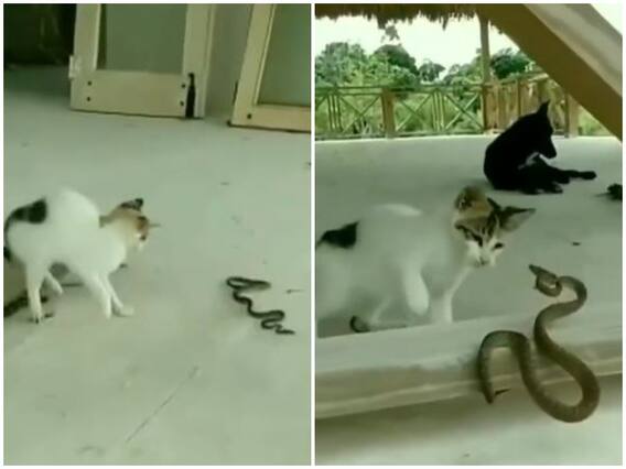 बिल्ली के सिर पर सवार हुआ खून, घर के बैकयार्ड में निकले सांप को बनाया अपना शिकार बिल्ली के सिर पर सवार हुआ खून, घर के बैकयार्ड में निकले सांप को बनाया अपना शिकार