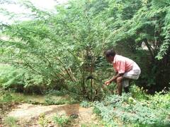 இரண்டே மாதங்கள்தான் அவகாசம்: சீமை கருவேலம் அகற்றம் வழக்கில் நீதிமன்றம் உத்தரவு