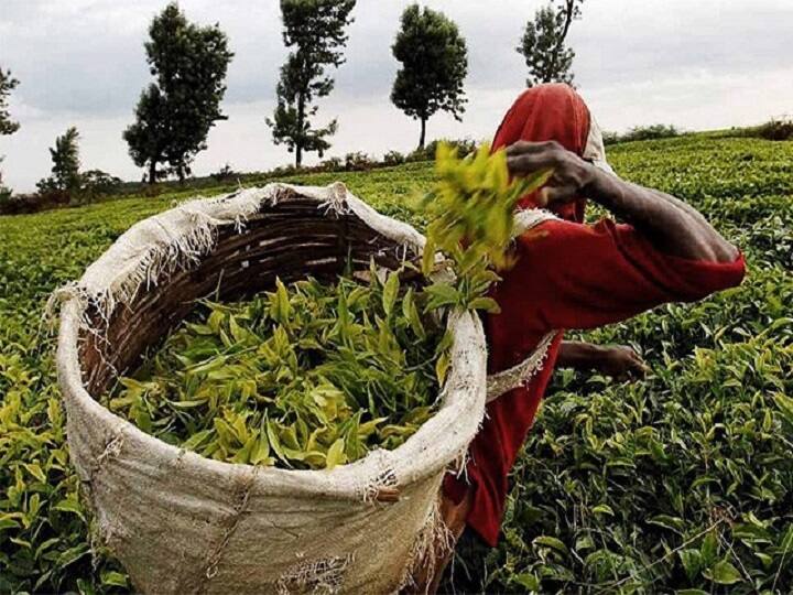Sri Lanka's economic crisis become opportunity for Indian tea exporters Sri Lanka का आर्थिक संकट भारत के लिए बन सकता है अवसर, जानें क्या है एक्सपर्ट की राय?
