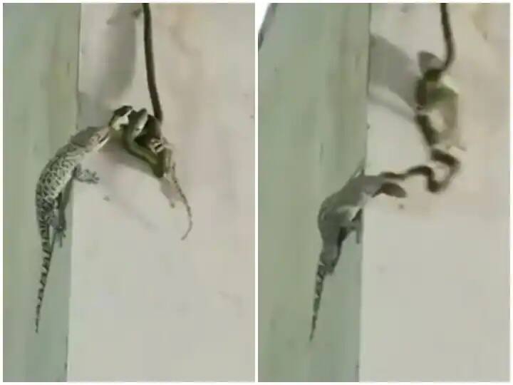 One lizard attacked a snake to save another lizard, watch the video સાપે ગરોળીને શિકાર બનાવતા ગરોળીનો સાથી આવ્યો બચાવવા, વિડીયો જોઈને ચોંકી જશો