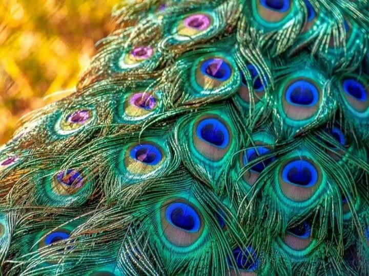 Peacock Feathers Benefits : সুখ-সমৃদ্ধি আসে, হাতে থাকে টাকা; ঘরের কোন দিকে রাখবেন ময়ূরের পালক ? Vastu Tips : Where to keep peacock feathers in Home to get monetary benefits Peacock Feathers Benefits : সুখ-সমৃদ্ধি আসে, হাতে থাকে টাকা; ঘরের কোন দিকে রাখবেন ময়ূরের পালক ?