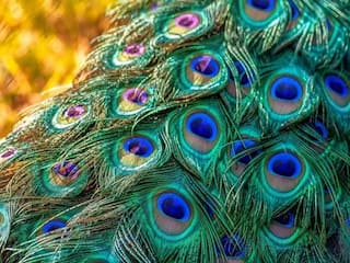 Peacock Feathers Benefits : সুখ-সমৃদ্ধি আসে, হাতে থাকে টাকা; ঘরের কোন দিকে রাখবেন ময়ূরের পালক ?