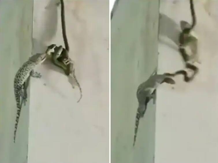 snake made lizard its prey then companion came forward to help lizard attack on snake Viral Video : शिकारीच झाला शिकार; सापाचा पालीवर जोरदार हल्ला, नंतर जे काय झाले ते तुम्हीच पाहा