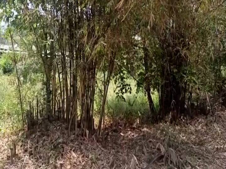 Maharashtra News  Bamboo Village Bamboo Island  to be set up in villages of Raigad district 'बांबूचे गाव'!  रायगड जिल्ह्यातील गावागावात उभे राहणार 'बांबूचे बेट'